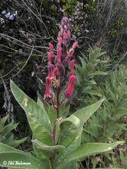 Lobelia tupa