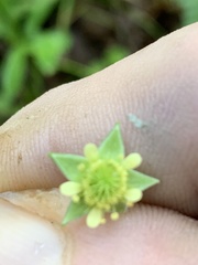 Geum virginianum