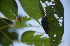 Sternocera chrysis