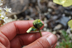 Papaver radicatum kluanense