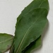 photo of Common Dandelion (Taraxacum officinale)