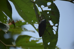 Sternocera chrysis