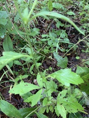 Geum virginianum
