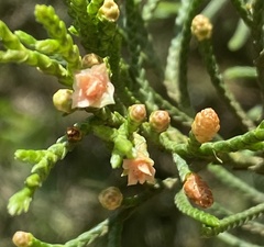 Cupressaceae