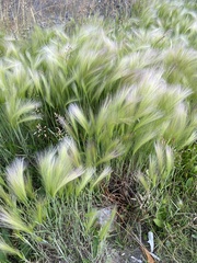 Hordeum jubatum