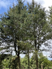 Cupressaceae