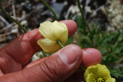 Papaver radicatum kluanense