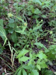Geum virginianum