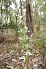 Eriochilus dilatatus multiflorus