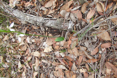 Eriochilus dilatatus multiflorus