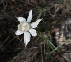 Narcissus dubius