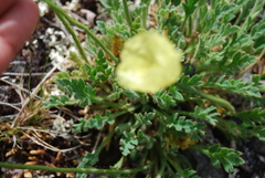 Papaver radicatum kluanense
