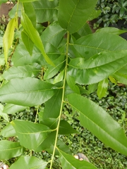 Magnoliopsida