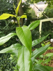 Magnoliopsida