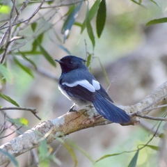 Trochocercus cyanomelas cyanomelas