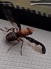 Diacrita costalis