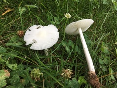Amanita vaginata alba