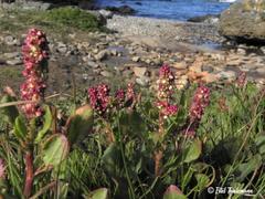 Rumex maricola