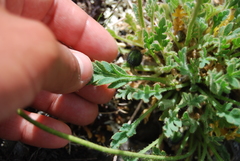 Papaver radicatum kluanense