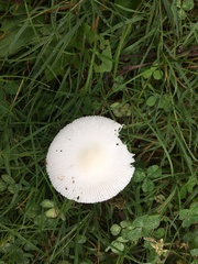 Amanita vaginata alba