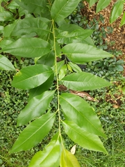 Magnoliopsida