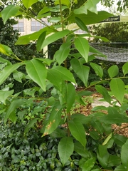 Magnoliopsida