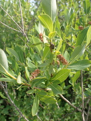 Salix kochiana