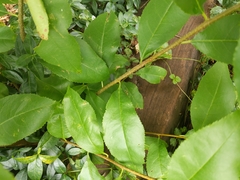 Magnoliopsida
