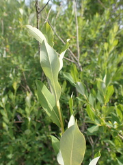 Salix kochiana