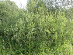Salix kochiana