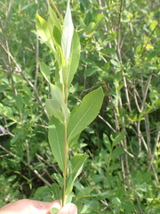 Salix kochiana
