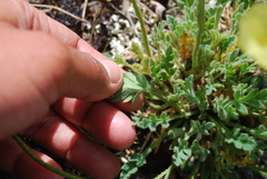 Papaver radicatum kluanense