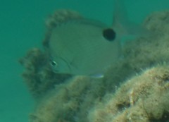 Diplodus holbrookii