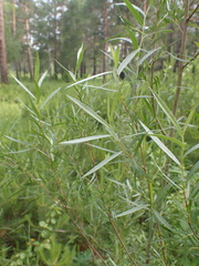 Salix microstachya