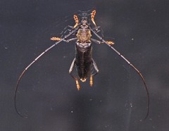 Juiaparus batus
