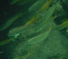 Haemulon flavolineatum