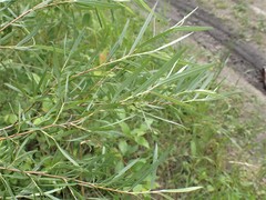 Salix microstachya