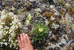 Papaver radicatum kluanense
