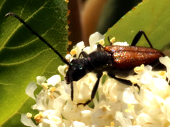 Anastrangalia sanguinea