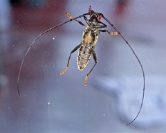 Juiaparus batus