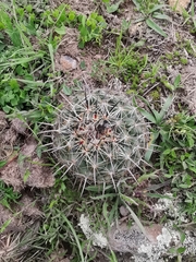 Coryphantha cornifera