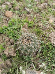 Coryphantha cornifera
