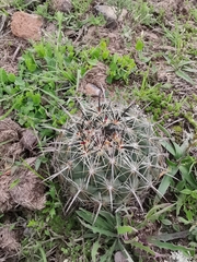 Coryphantha cornifera