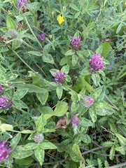 Trifolium pratense