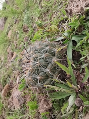 Coryphantha cornifera