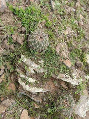 Coryphantha cornifera