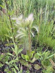 Plantago major