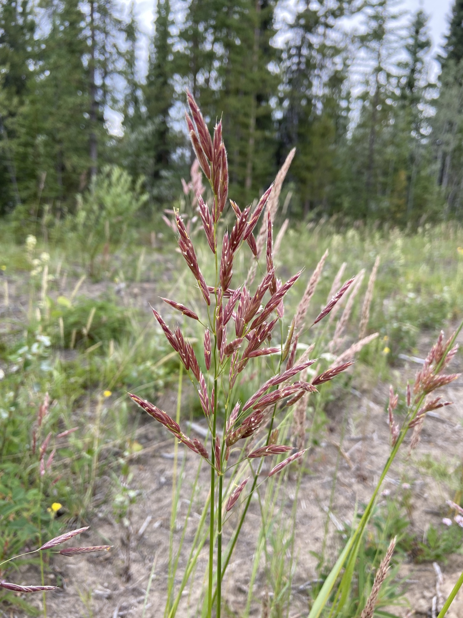 Bromus pumpellianus
