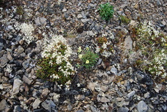 Papaver radicatum kluanense