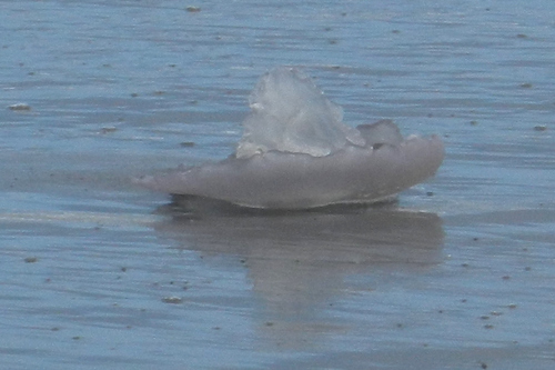 photo of Greater Moon Jelly (Aurelia labiata)